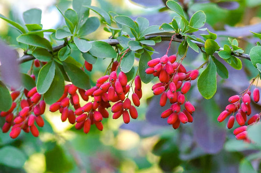 Berberine: The Power of a Natural Solution